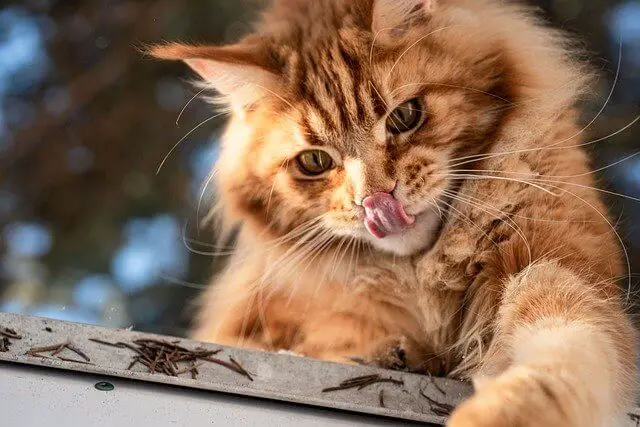 maine coon licking