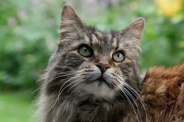 Maine coon