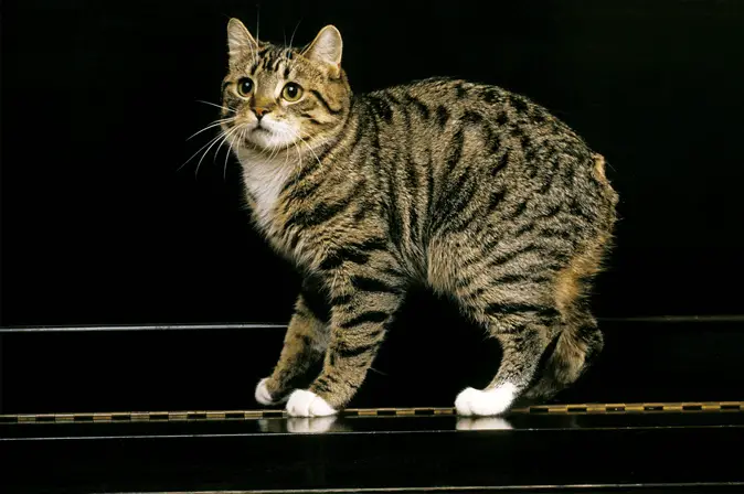 Manx cat