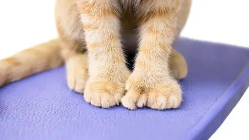 many-toes-the-polydactyl-cat