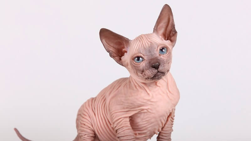 minskin cat