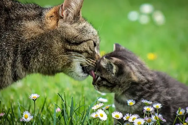 mother and kitten