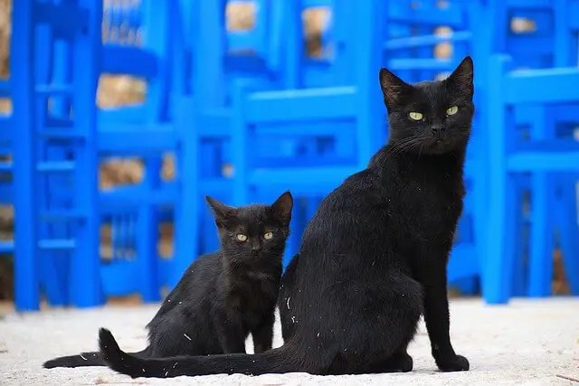 mother and kitten