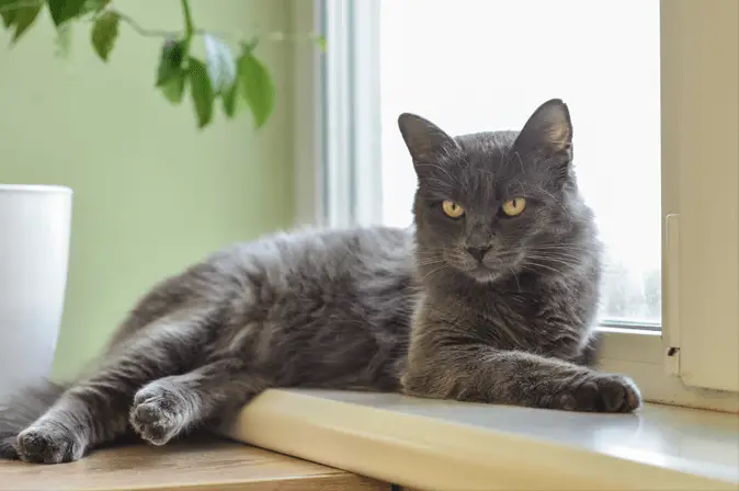 Nebelung