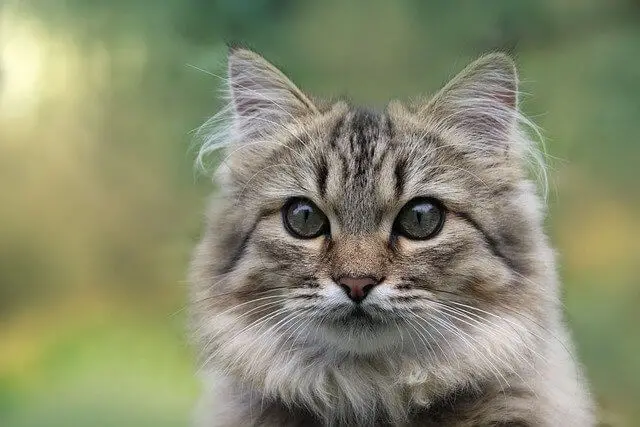 norwegian forest cat kitten