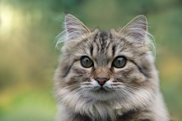 norwegian forest cat kitten