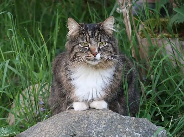 norwegian forest cat on rock