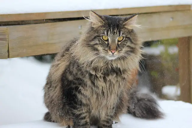 norwegian forest cat outside