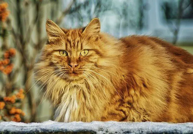 norwegian forest cat