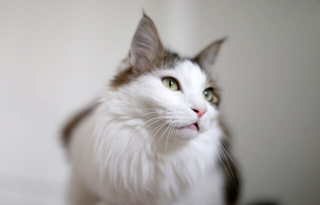 Norwegian Forest Cat white