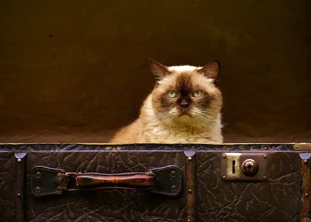 old cat in a suitcase