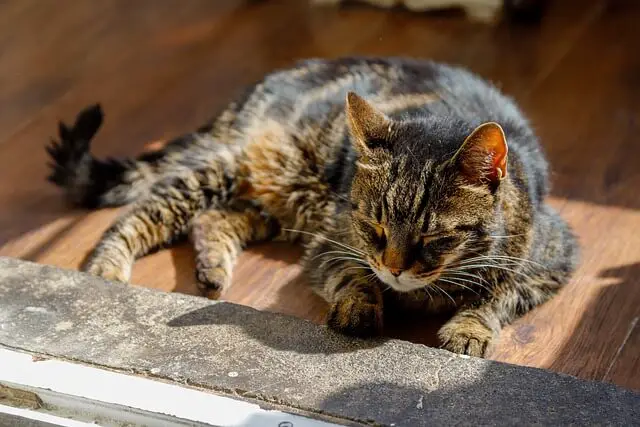 old cat sunbathing