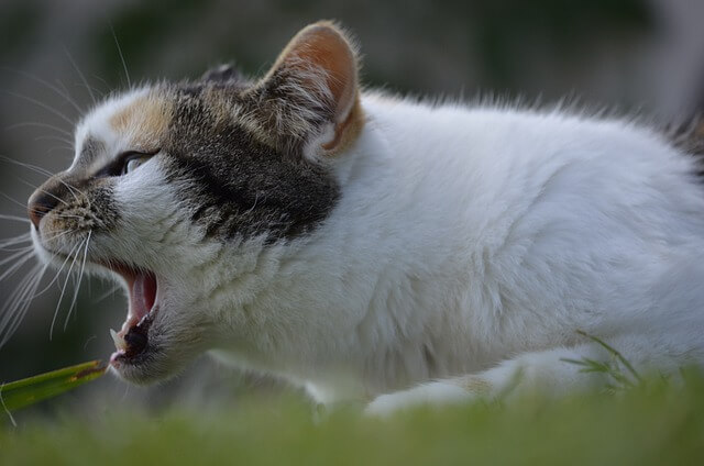 open cat mouth