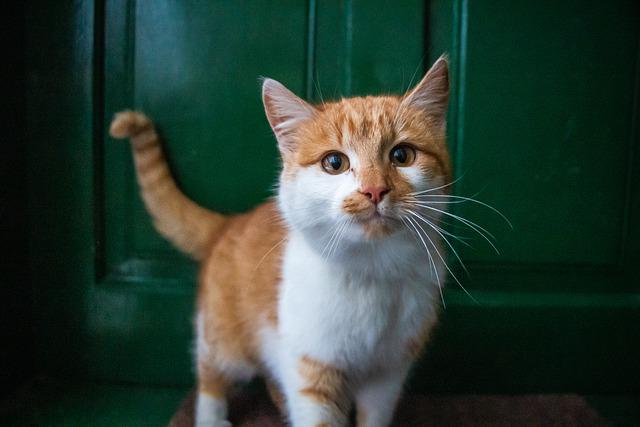 orange and white cat