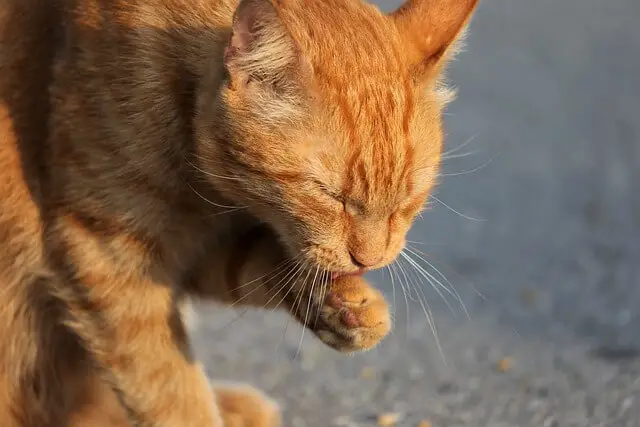 orange cat grooming
