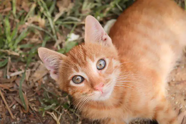 orange cat looking