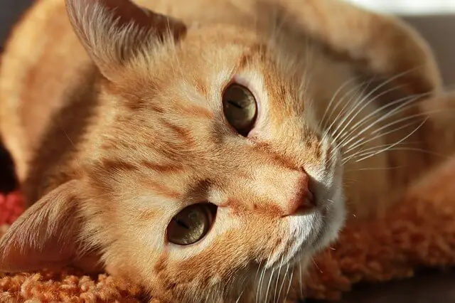 orange cat on side