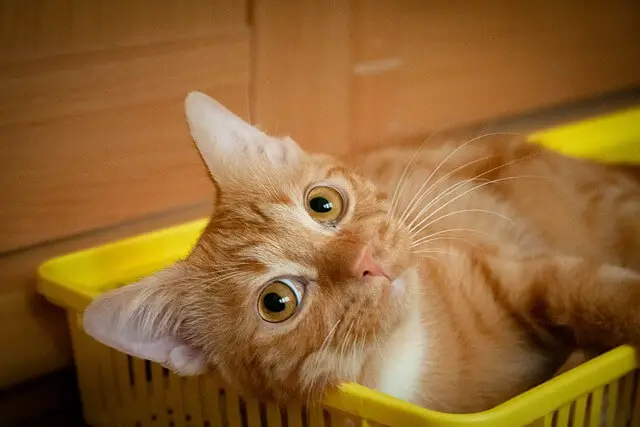 orange kitten in basket