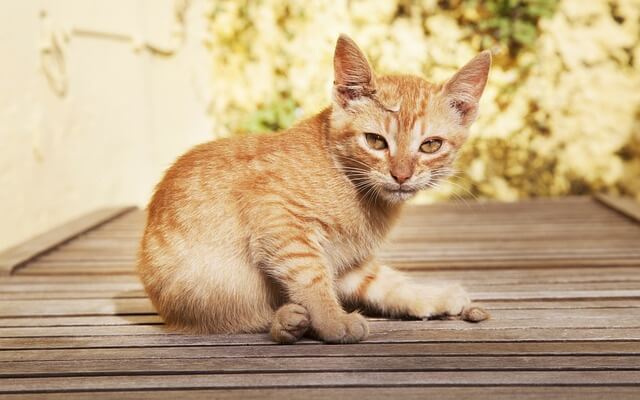 orange kitten