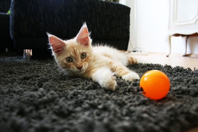 orange kitten with ball