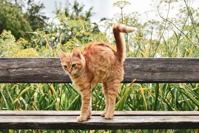 narančasta mačka