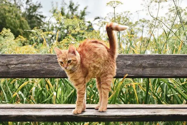 orange kitten