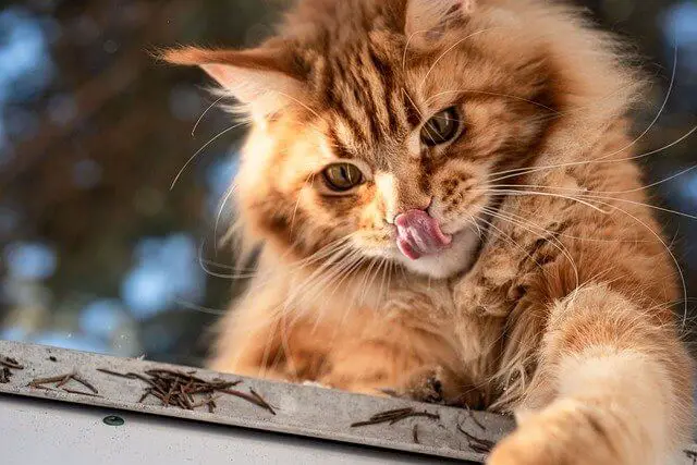 orange maine coon