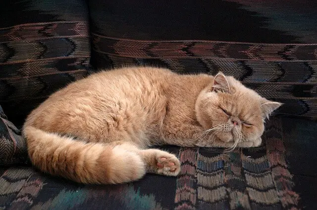 orange persian cat