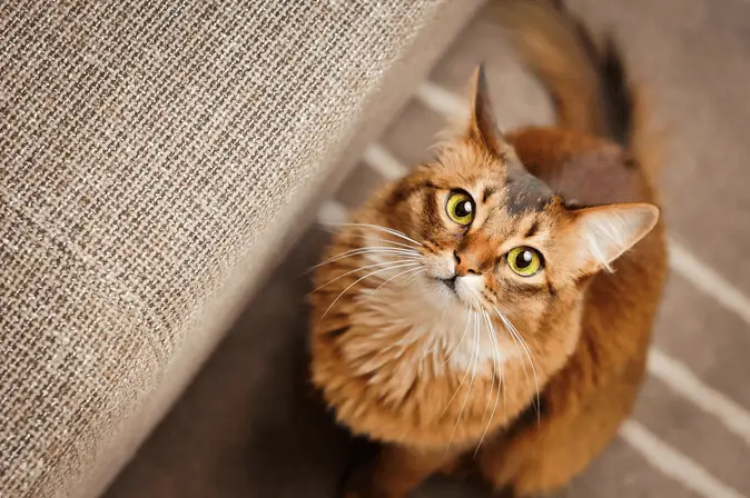 orange somali cat