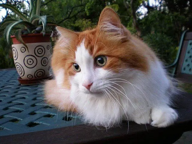 orange white turkish angora