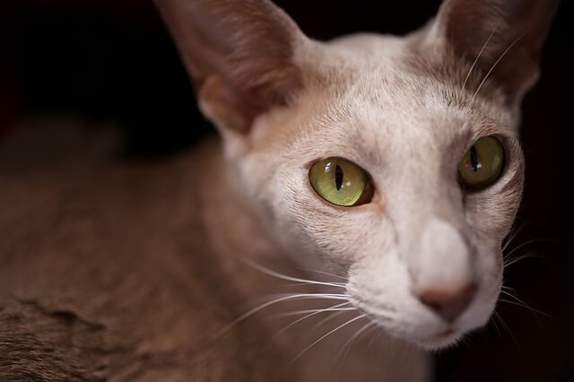 oriental shorthair closeup