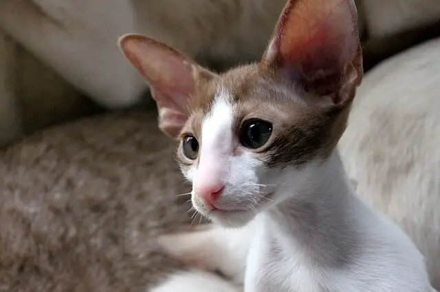 Oriental Shorthair