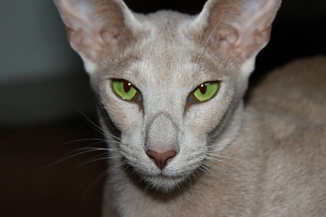 oriental shorthair face