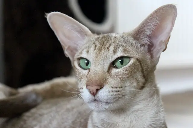 oriental shorthair green eyes