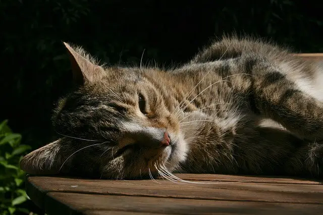 outdoor mackerel cat