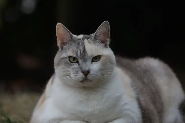 overweight cat out