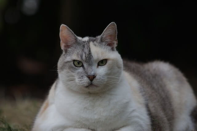 mačka sa viškom kilograma