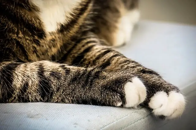paws of cats