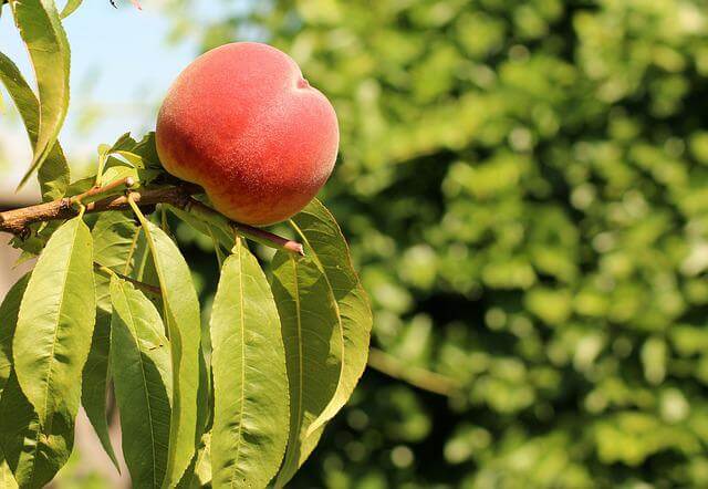 peach on tree