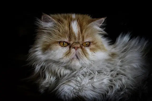 Perzijska mačka