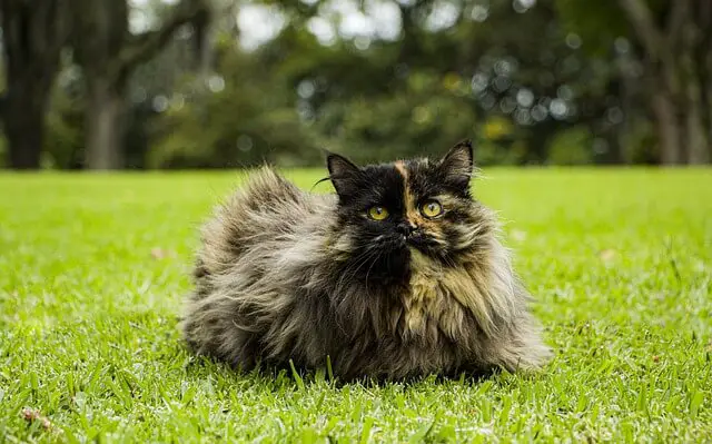 persian cat