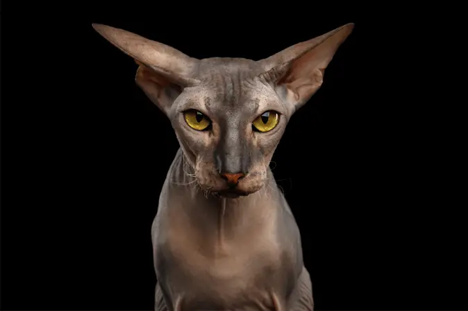 Peterbald mačka