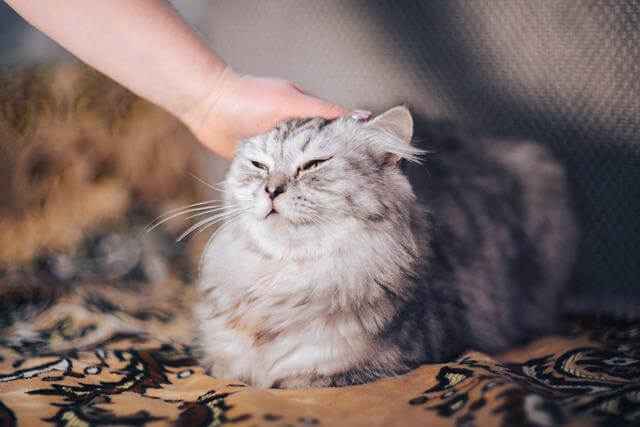 petting a cat