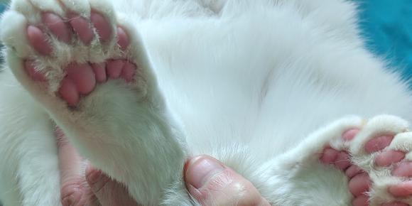 polydactyl cat toes