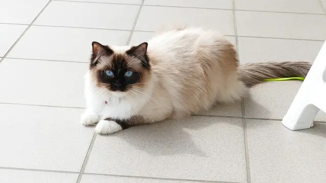 pureblooded ragdoll cat