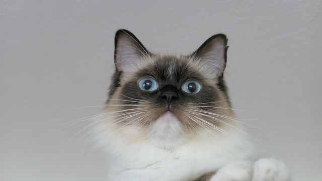 Ragdoll cat