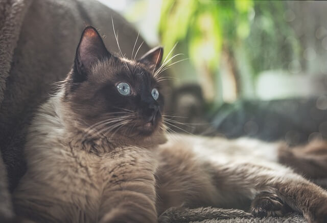 Ragdoll on sofa