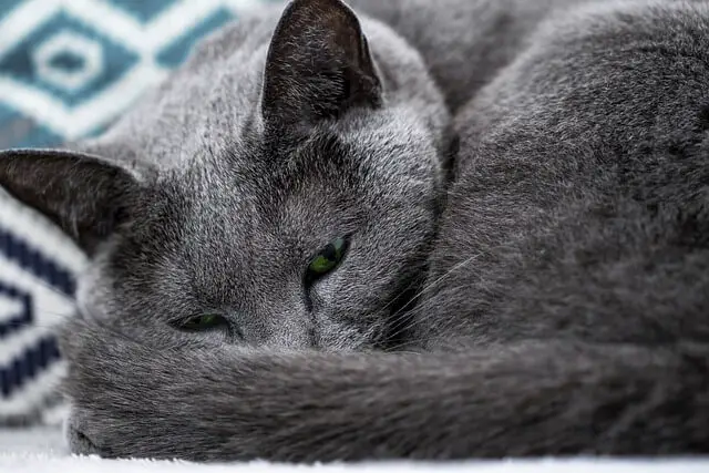 Russian Blue