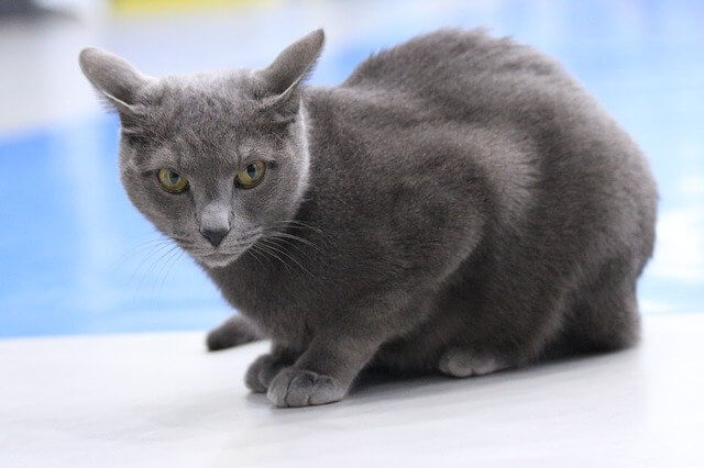 russian blue crowching