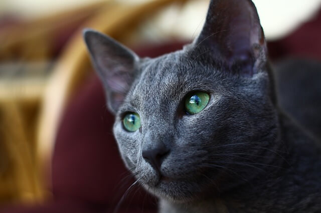 russian blue face